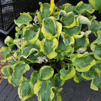 Hosta 'Smiling Mouse'